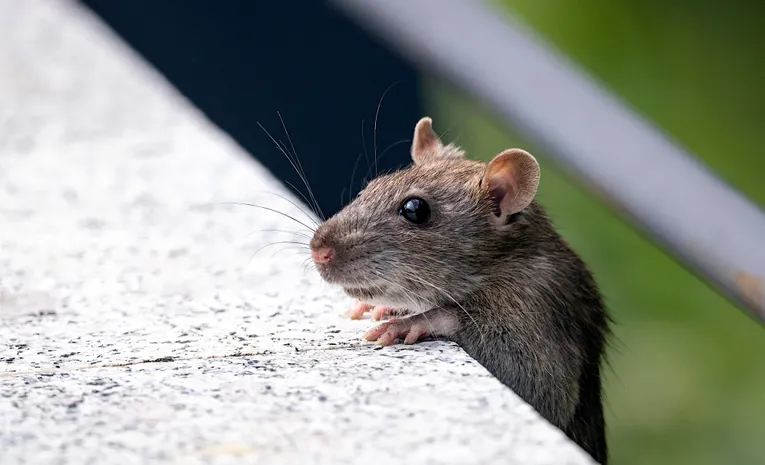 How to Get Rid of Mice in the UK: A Complete Guide