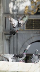 How to Stop Pigeons Nesting on Your Roof: A UK Homeowner’s Guide