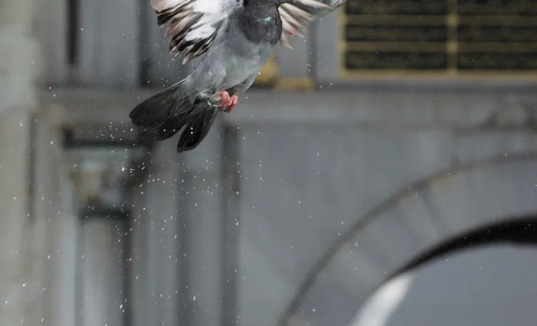 How to Stop Pigeons Nesting on Your Roof: A UK Homeowner’s Guide