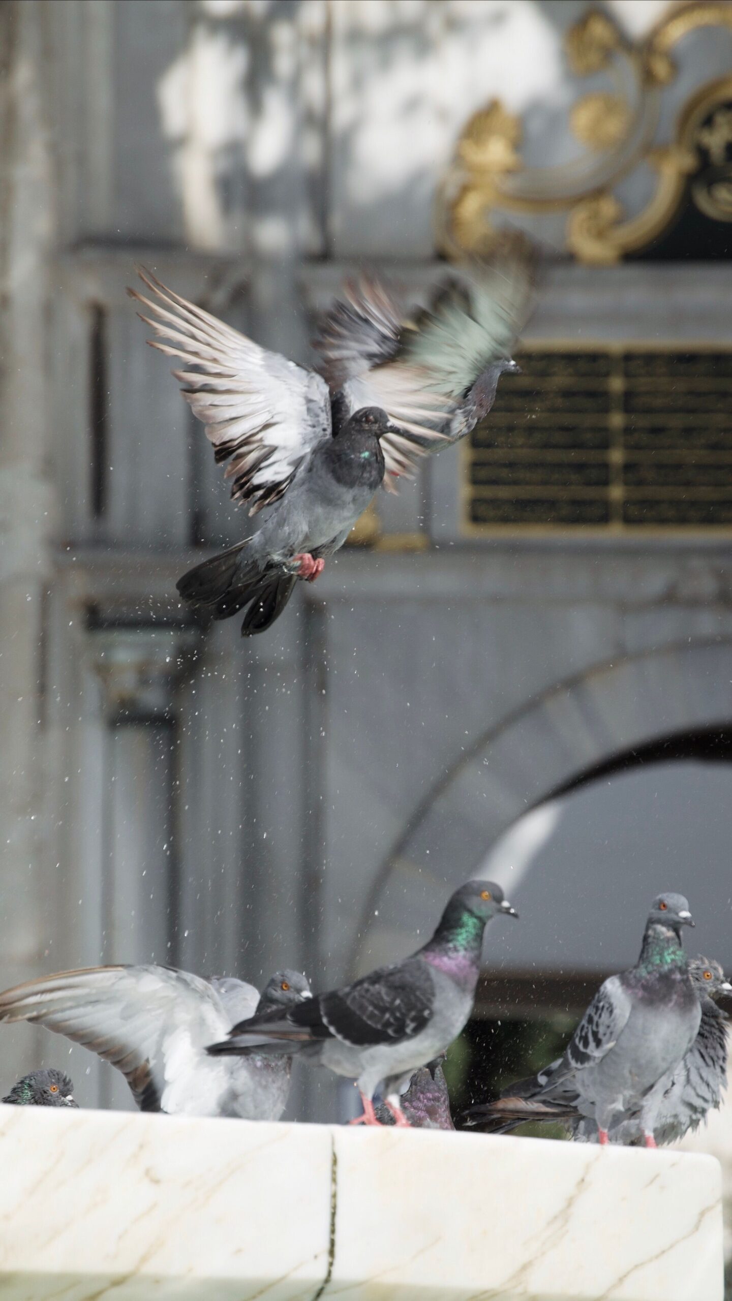 How to Stop Pigeons Nesting on Your Roof: A UK Homeowner’s Guide
