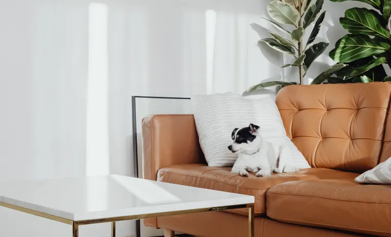 How to Create a Pet Friendly Home How to Create a Pet Friendly Home